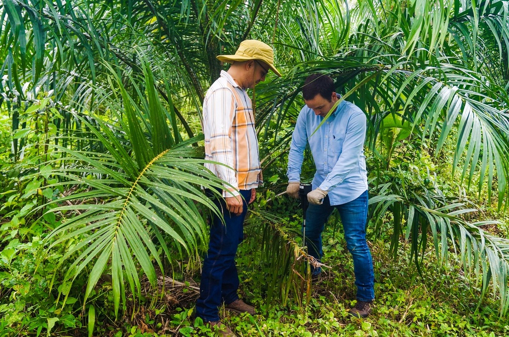 Fundamentos del negocio de la plantación de palma (VIP)