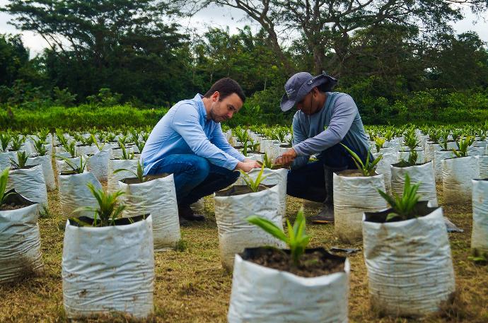 Fundamentos del negocio de la plantación de palma (Premium)